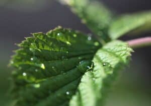 Herbs 4057463 1920 300x210